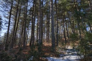 parco avventura reventino (18)