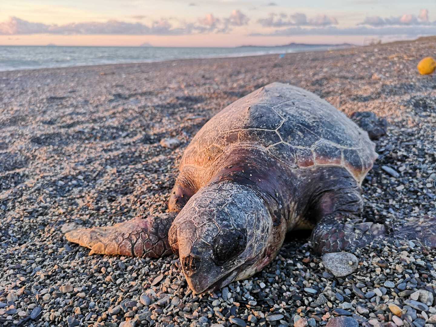 tartaruga spinesante