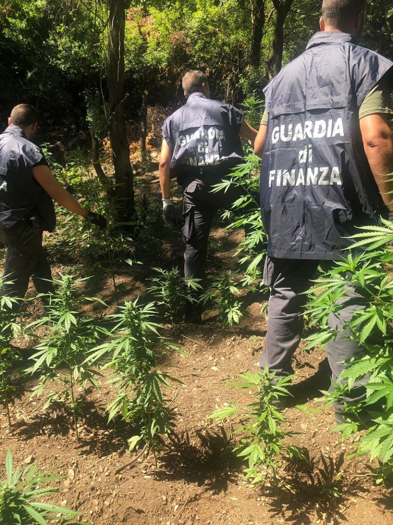 piantagione marijuana san luca