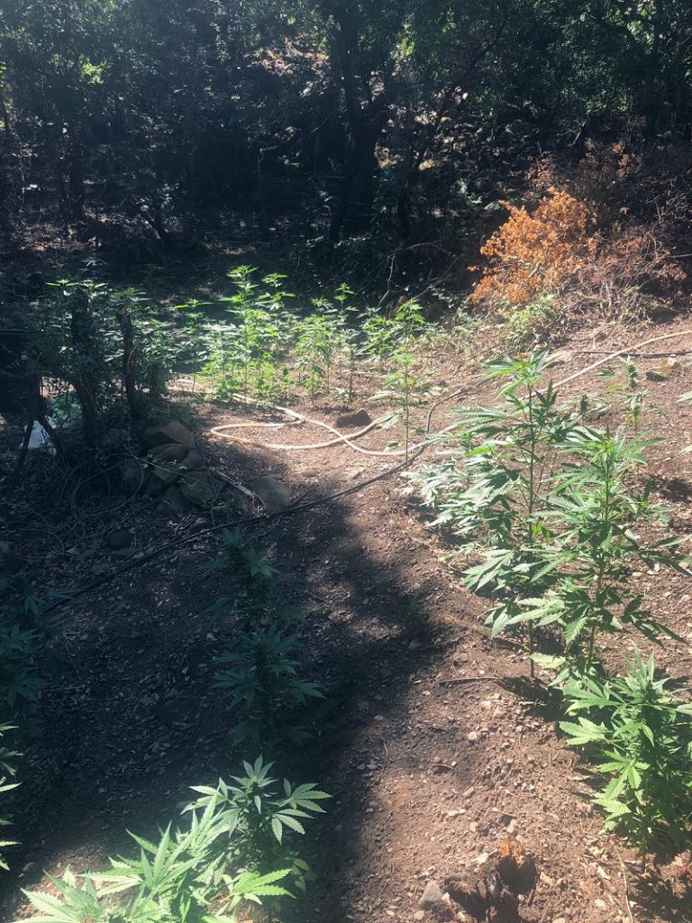 piantagione marijuana san luca