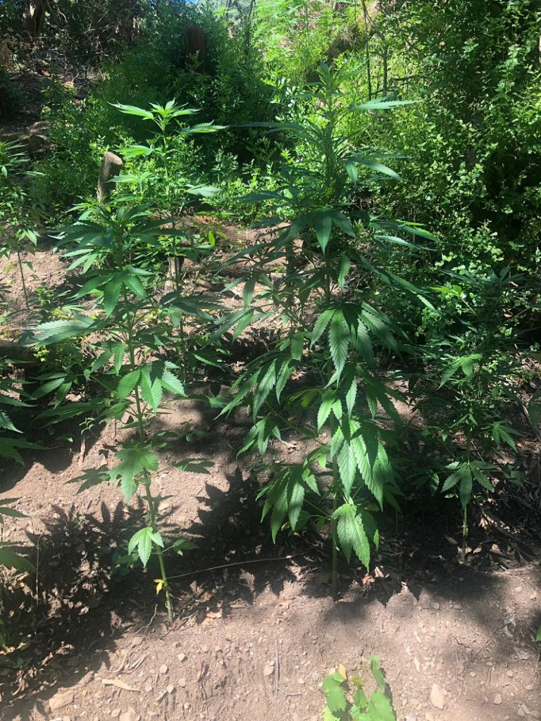 piantagione marijuana san luca