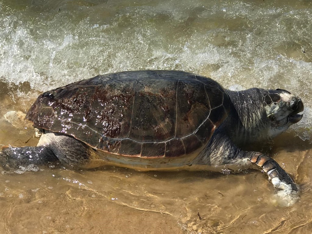 tartaruga caretta caretta (5)