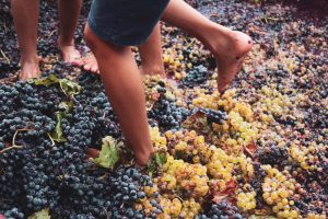 Festa della Vendemmia