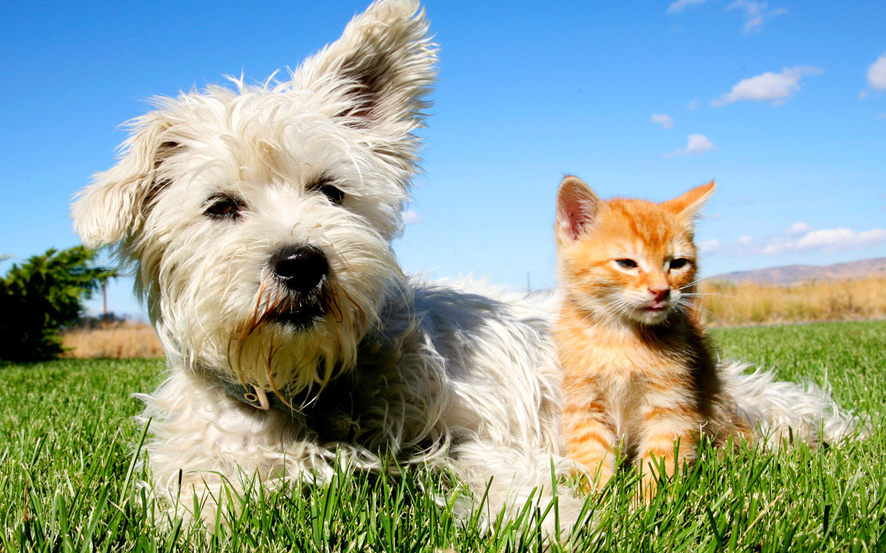 animali-daffezione-cane-gatto