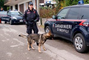 cane anti droga carabinieri
