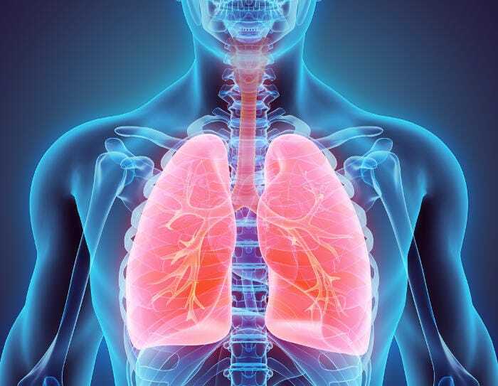 Bronchi polmone
