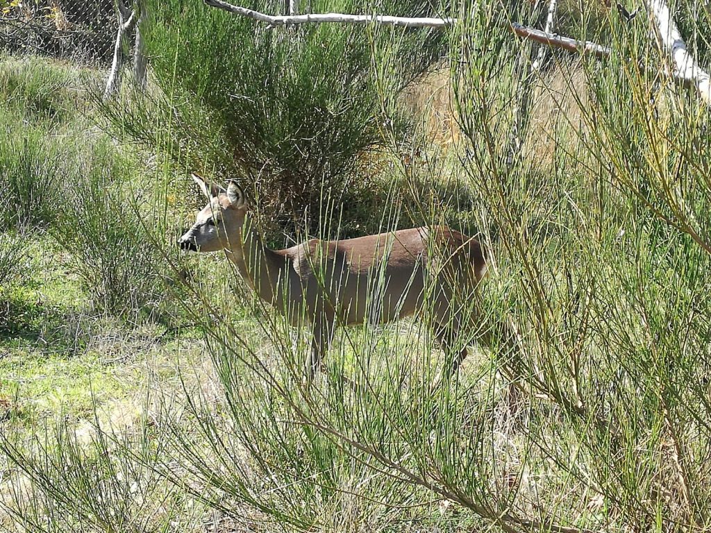 capriolo parco aspromonte