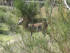 capriolo parco aspromonte