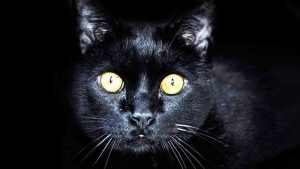 gatto nero