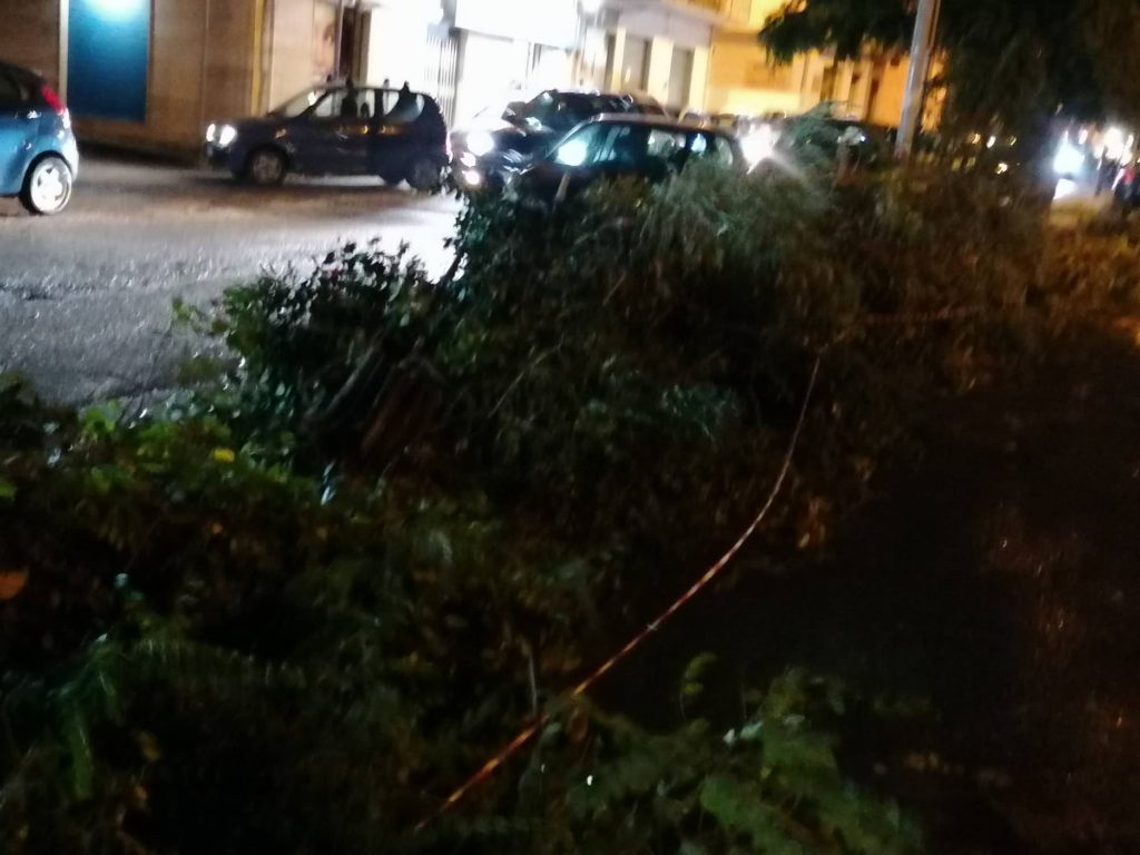 albero via san giuseppe reggio calabria