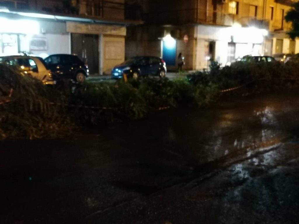 albero via san giuseppe reggio calabria