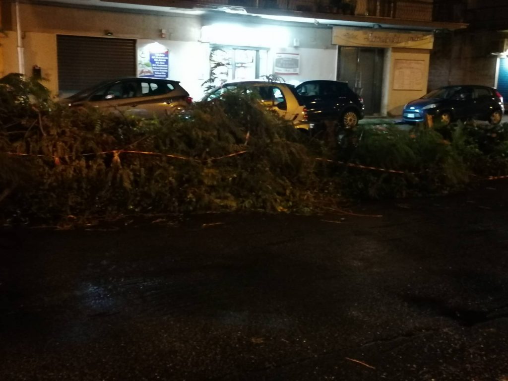 albero via san giuseppe reggio calabria