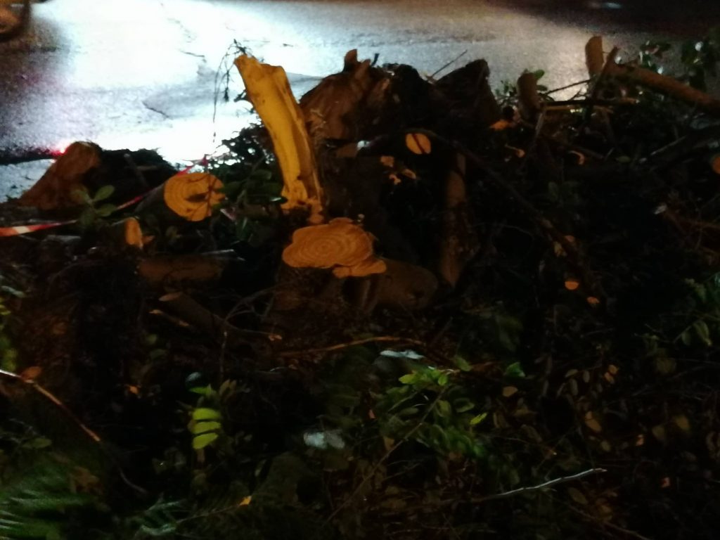 albero via san giuseppe reggio calabria