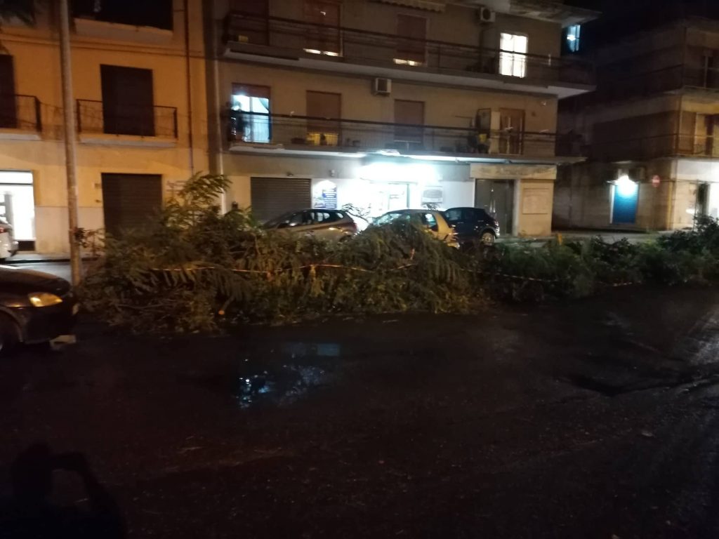 albero via san giuseppe reggio calabria