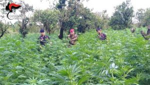 marijuana carabinieri
