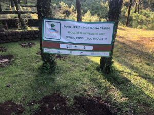 pantelleria alberi
