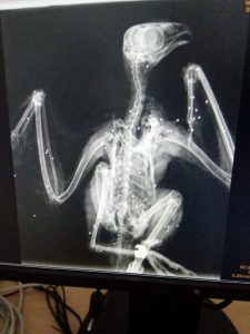 sicilia aquila bonelli uccisa