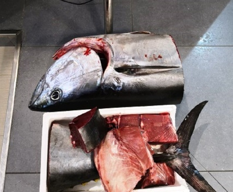 tonno rosso sequestrato messina