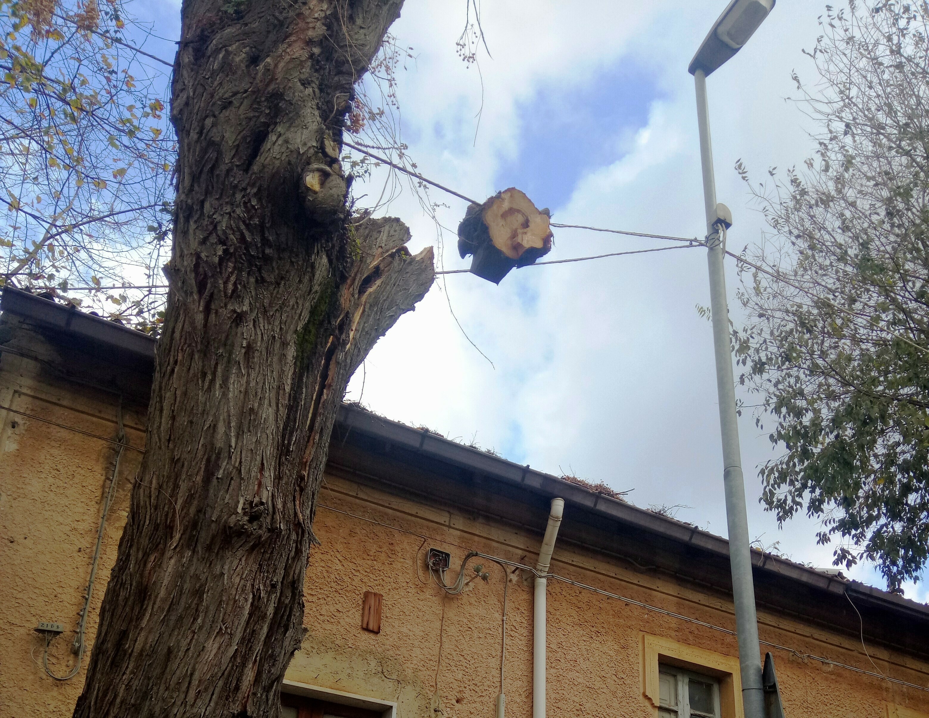 CEPPO ALBERO SAMBATELLO
