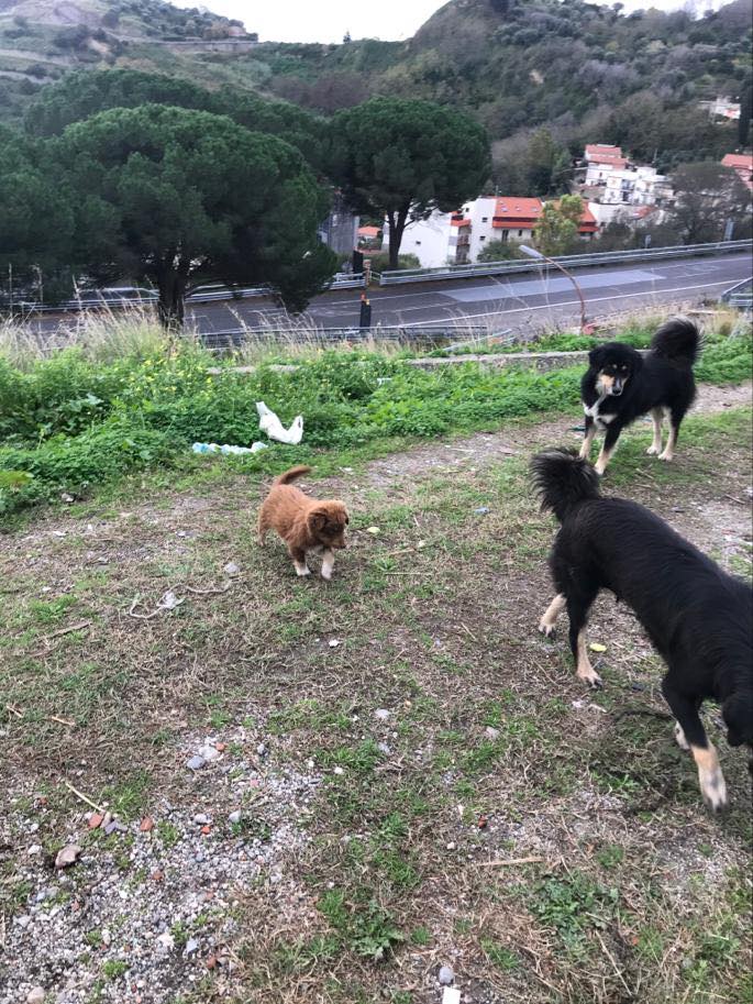 STALLA ABUSIVA MESSINA