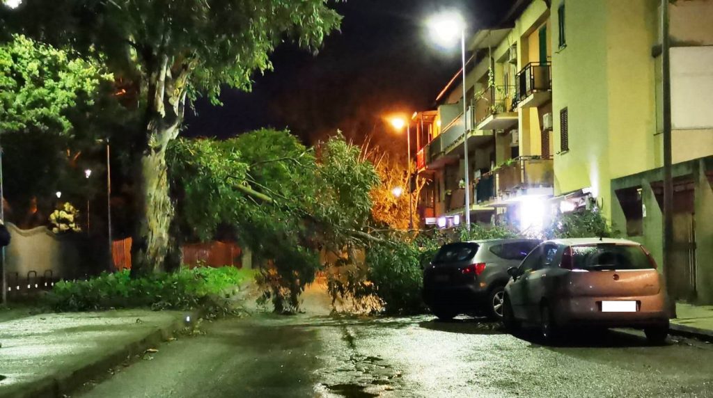 albero cade villa dante