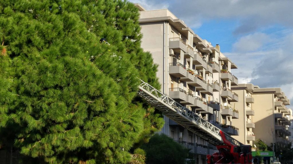 albero pericolante via palermo (4)