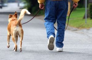 cane-a-passeggio
