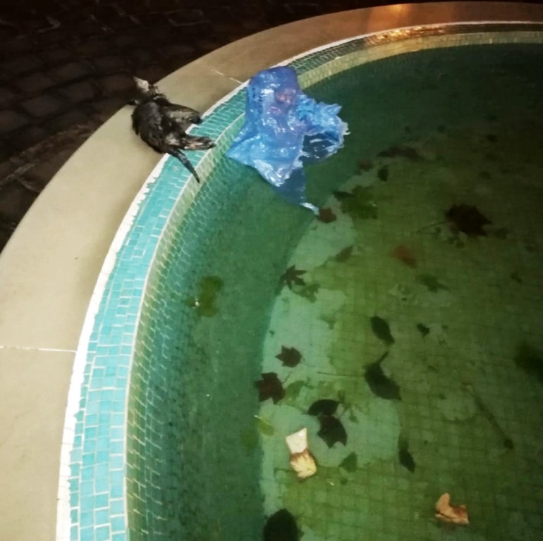 gattino morto