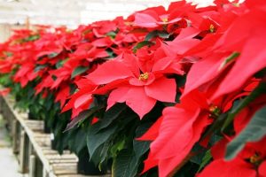 stella-di-natale