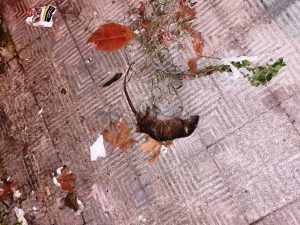 topo procura reggio calabria