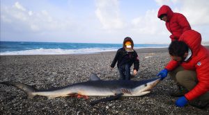 verdesca spiaggia milazzo