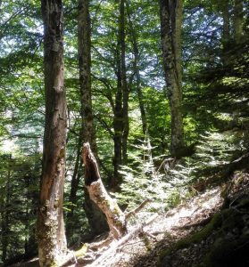 Aspromonte