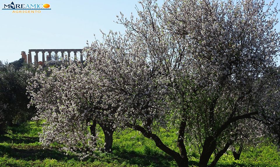 valle templi mandorli in fiore