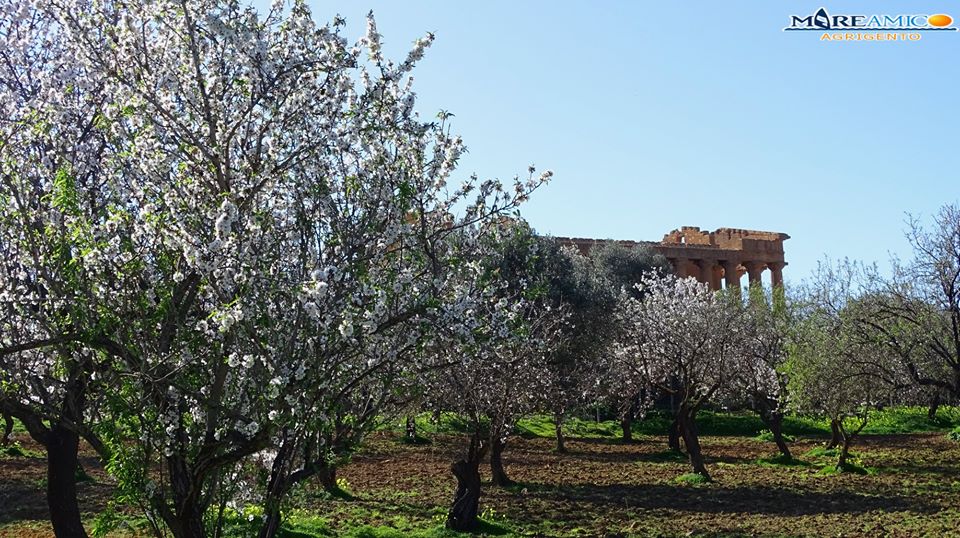 valle templi mandorli in fiore