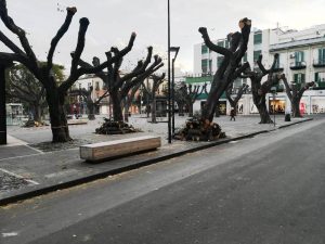 alberi piazza cairoli messina