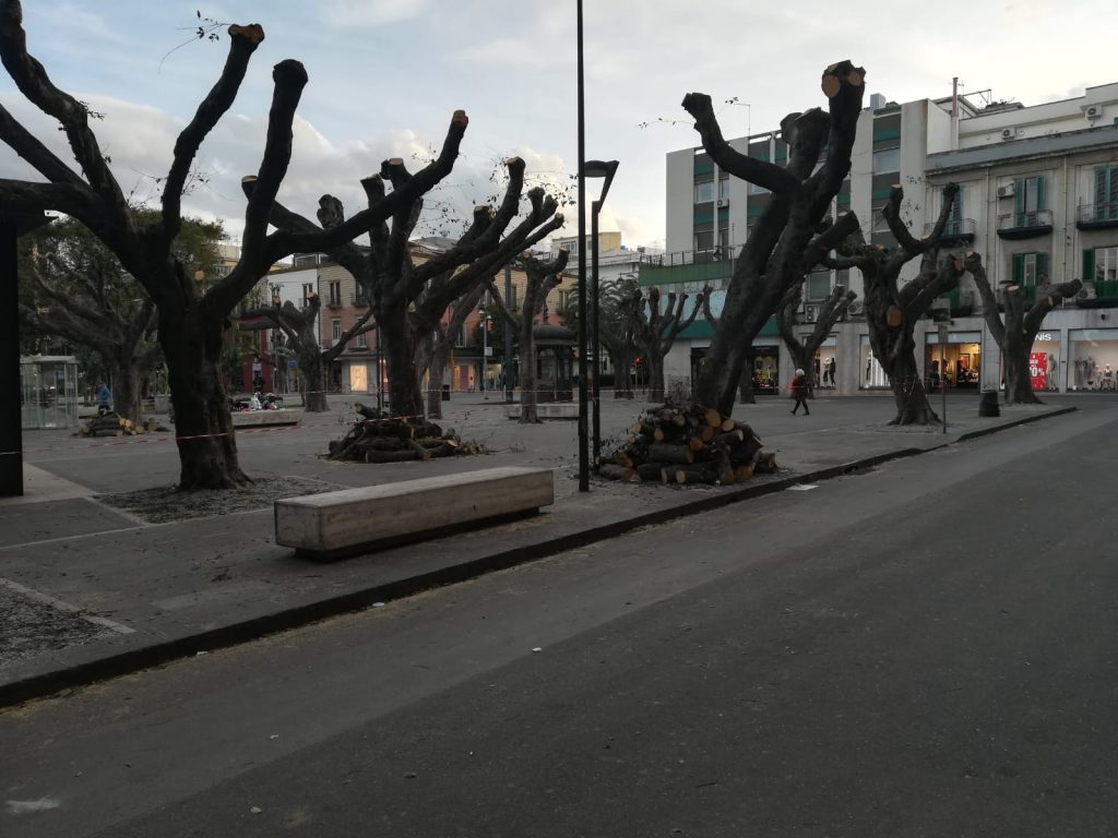 alberi piazza cairoli messina