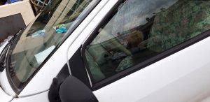 cane auto cagliari