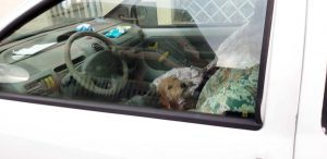 cane auto cagliari