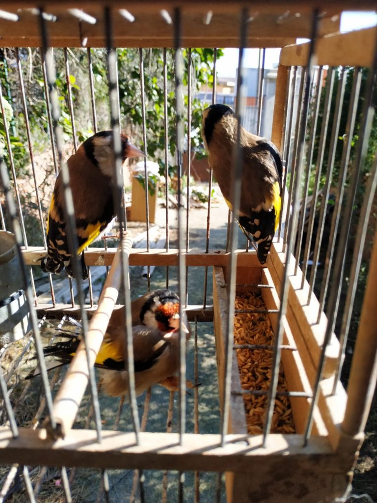 canile abusivo messina