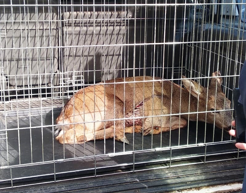 capriolo ferito sila
