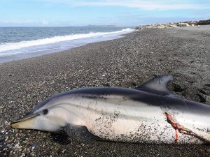 delfino morto barcellona pozzo gotto