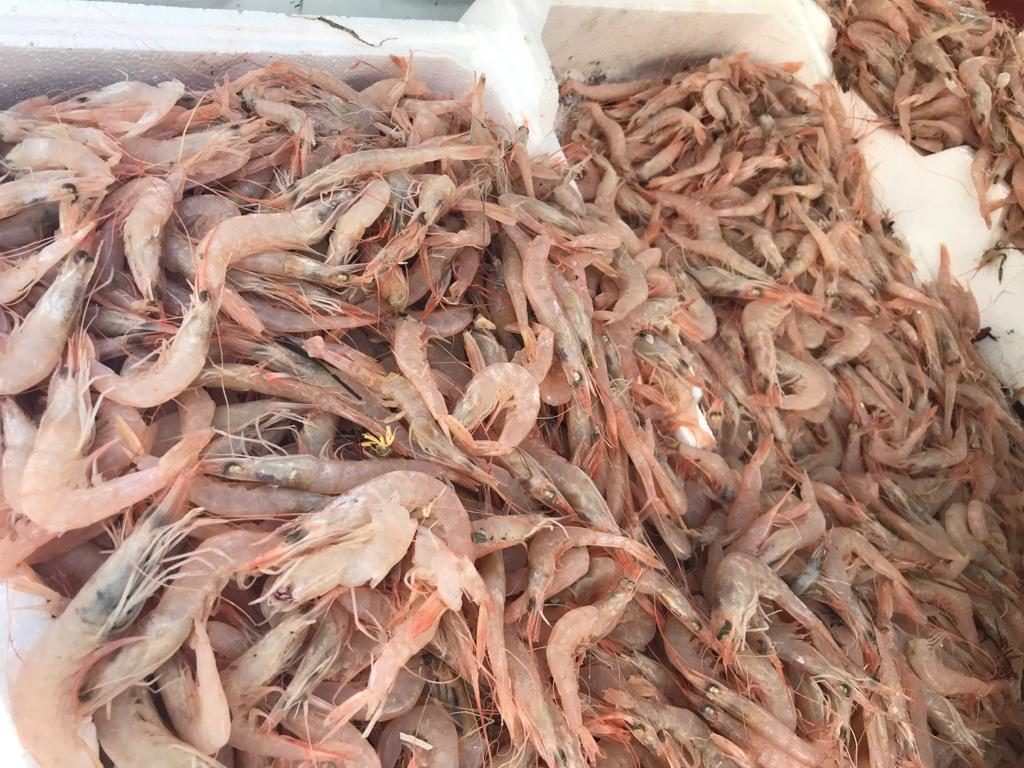 pesce avariato messina
