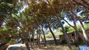 pineta montepiselli