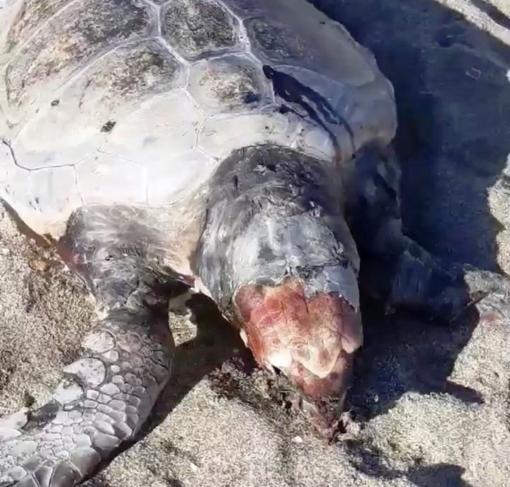 tartaruga morta siracusa