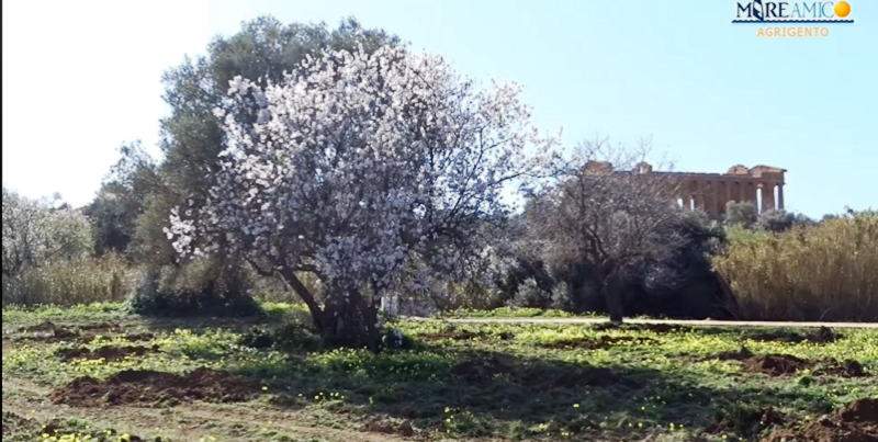 valle templi mandorli in fiore