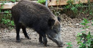 Cinghiale peste suina