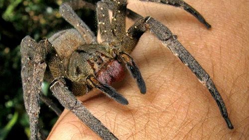 Phoneutria nigriventer