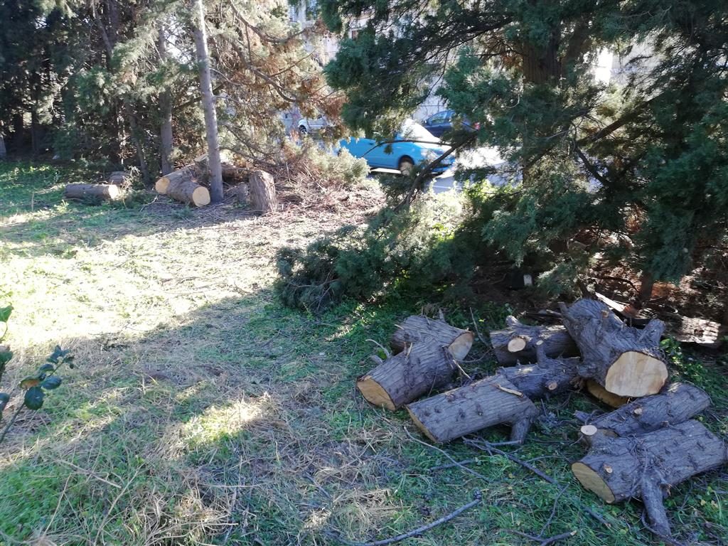 albero rischio crollo ss 106