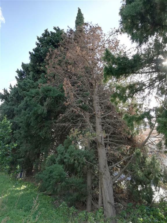 albero rischio crollo ss 106