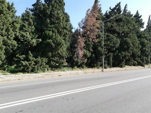 albero rischio crollo ss 106
